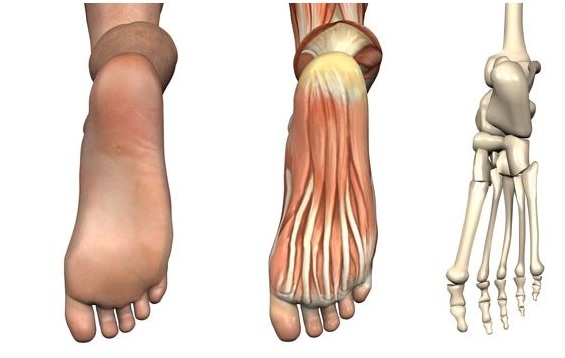 ízületi fájdalom a láb és a láb között)